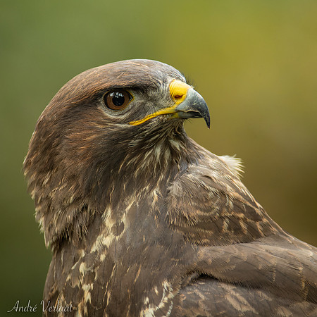 Buizerd / Buzzard - Oss