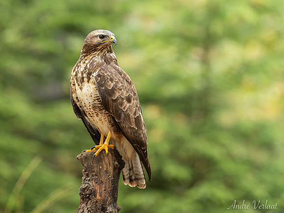 Buizerd / Buzzard - Oss