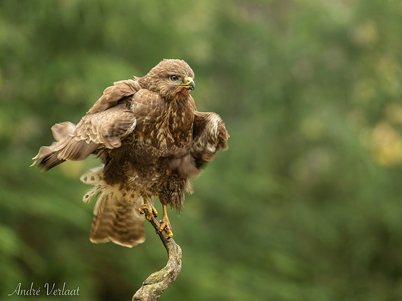Buizerd / Buzzard - Oss