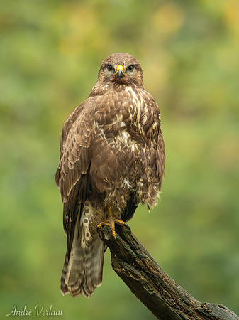Buizerd / Buzzard - Oss