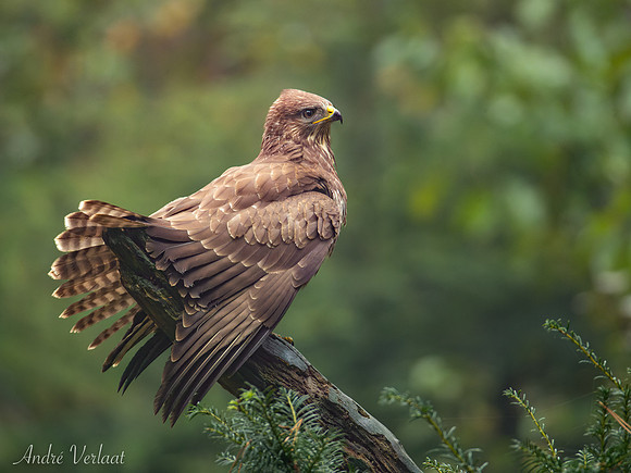 Buizerd / Buzzard - Oss