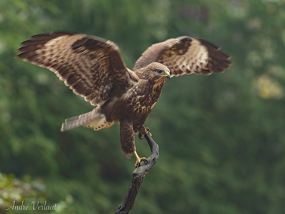 Buizerd / Buzzard - Oss