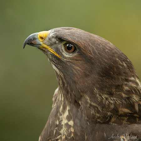 Buizerd / Buzzard - Oss