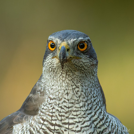 Havik / Northern Goshawk - Oss
