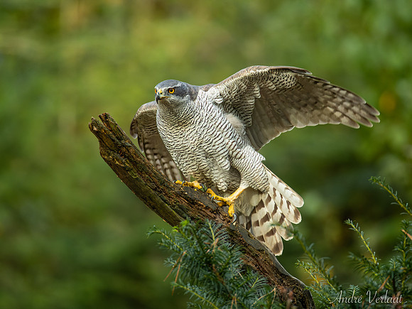Havik / Northern Goshawk - Oss