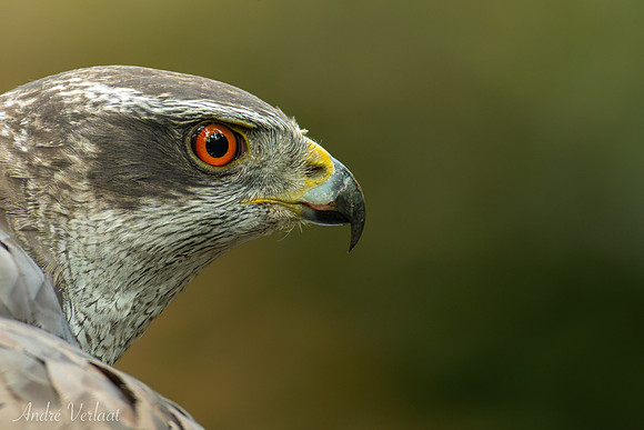 Havik / Northern Goshawk - Oss