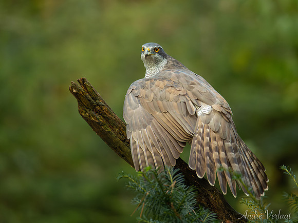 Havik / Northern Goshawk - Oss