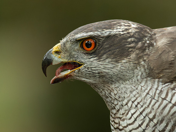 Havik / Northern Goshawk - Oss
