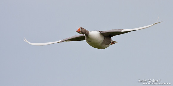 Grauwe Gans / Greylag Goose - Aartswoud