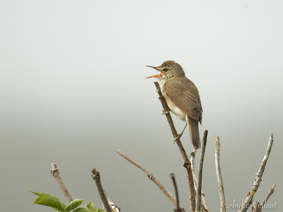 Struikrietzanger /Blyth's Reed-Warbler