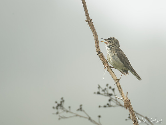 Struikrietzanger /Blyth's Reed-Warbler