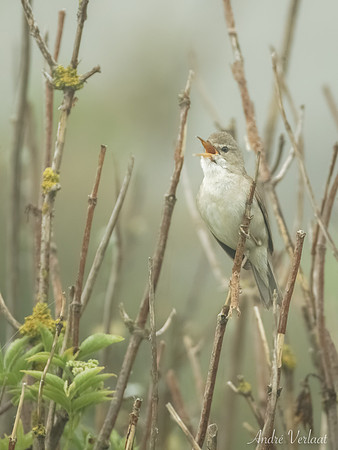 Struikrietzanger /Blyth's Reed-Warbler