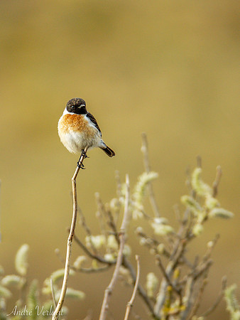 Roodborsttapuit / Stonechat - Texel