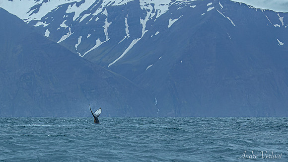 Whale Watching - Husavik