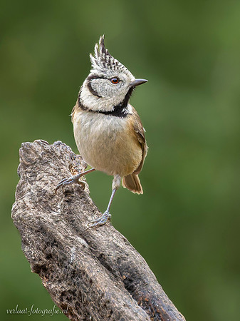 Kuifmees / Crested Tit - Lemelerberg