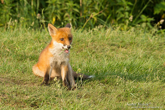 Vos / Red Fox - Zoetermeer