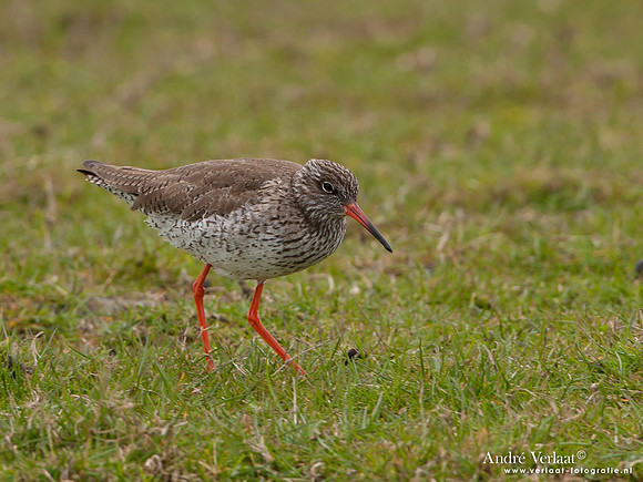 Tureluur / Redshank - Zeevang