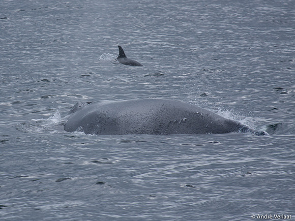 Humpback Whale / Atlantic White Sided Dolphin- Cape Cod, USA