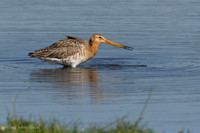 Grutto / Black-tailed Godwit - Wognum