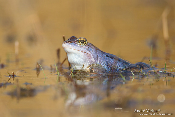 Heikikker / Moor frog - Kootwijk