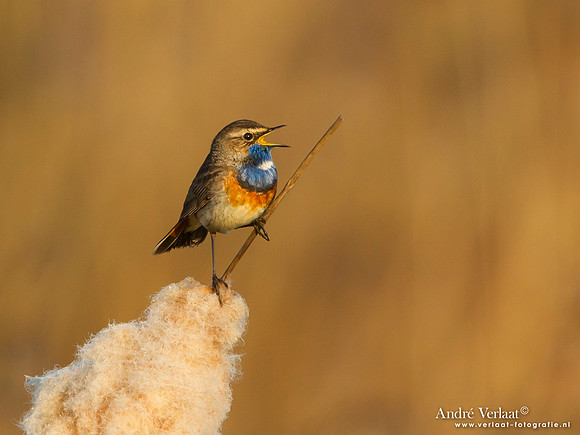 Blauwborst / Bluethroat - Groene Jonker