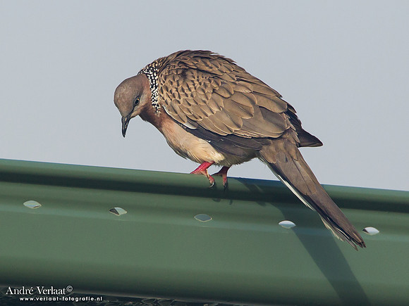 Parelhalstortel / Spotted Dove - Fraser Island