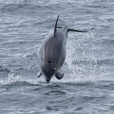 Witflankdolfijn / White Sided Dolphin - Cape Cod, USA