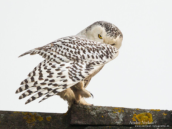Sneeuwuil / Snowy Owl - de Goorn