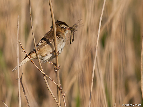 Rietzanger / Sedge Warbler - Egboetswater