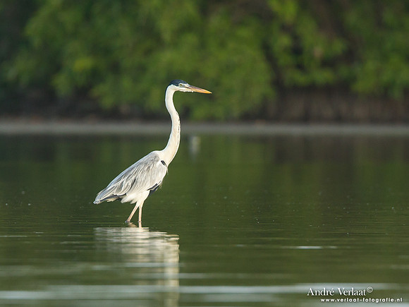 Sokoireiger / Cocoi Heron - Bigi Pan