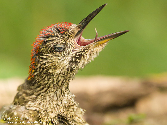 Groene Specht / Green Woodpecker - Tiszagyenda