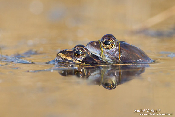 Heikikker / Moor frog - Kootwijk