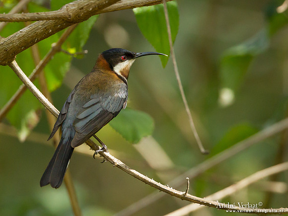 Zwarthalshoningvogel / Eastern Spinebill - Ravensbourne