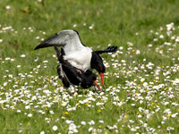 Scholekster / Oystercatcher - Wognum