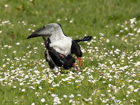 Scholekster / Oystercatcher - Wognum