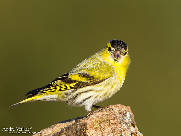 Sijs / Siskin - Lemelerberg