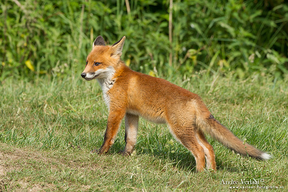 Vos / Red Fox - Zoetermeer