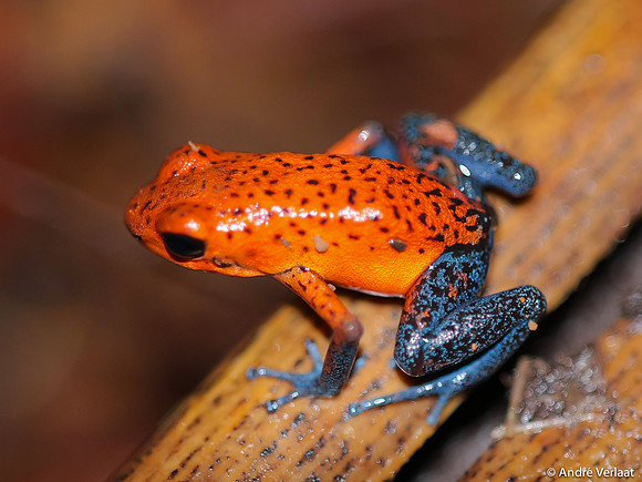 Aarbei Pijlgifkikker / Strawberry Poison Dart Frog - Boca Tapada, Costa Rica