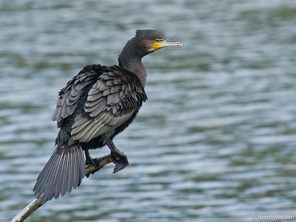 Aalscholver / Great Cormorant - Lepelaarplassen