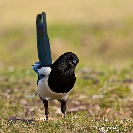 Ekster / Common Magpie - Enkhuizen