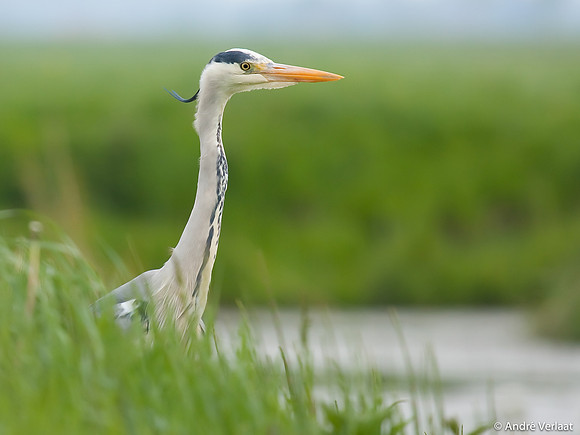 Blauwe Reiger / Grey Heron - Leekermeer