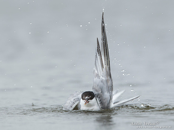 Visdief / Common Tern - Den Helder