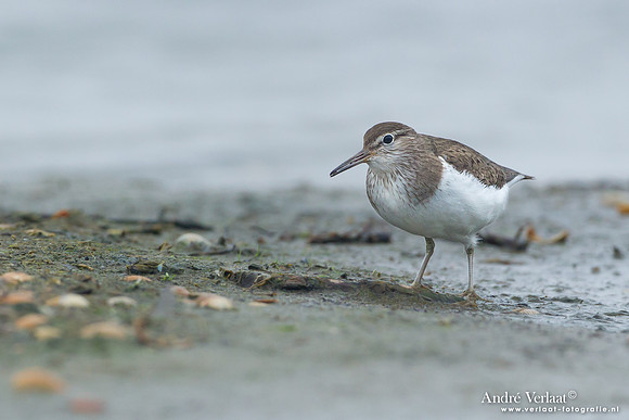 Oeverloper / Sandpiper - Den Helder