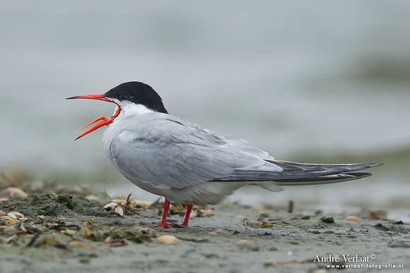 Visdief / Common Tern - Den Helder