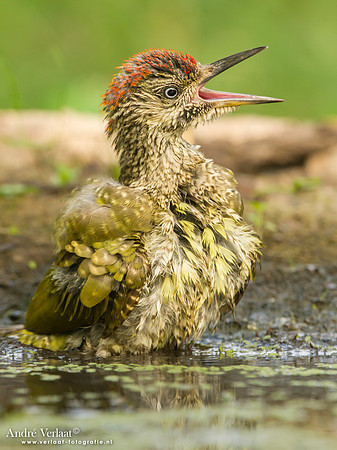 Groene Specht / Green Woodpecker - Tiszagyenda