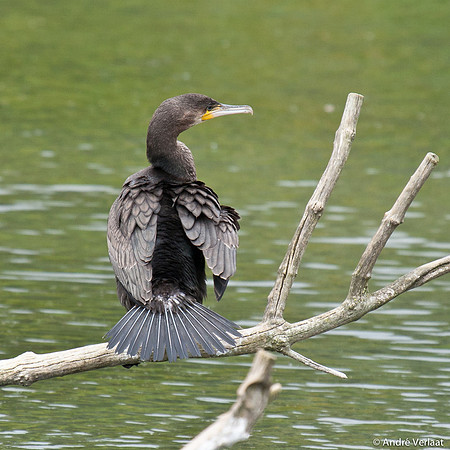 Aalscholver / Great Cormorant - Lepelaarplassen