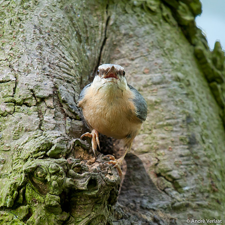 Boomklever / Nuthatch - Stevensbeek