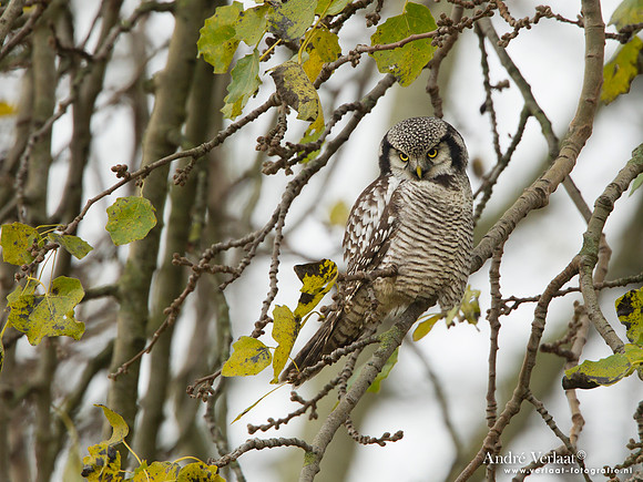 Sperweruil / Northern Hawk Owl - Zwolle