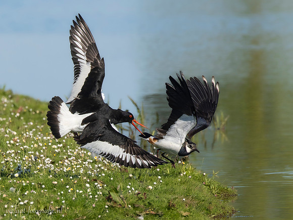 Scholekster / Oystercatcher - Wognum