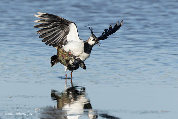Kievit / Lapwing - Wieringermeer